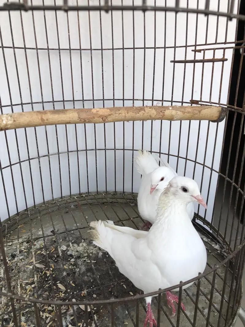 Pure white Macco breeder pair — photo 3