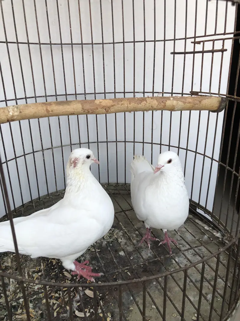 Pure white Macco breeder pair — photo 4