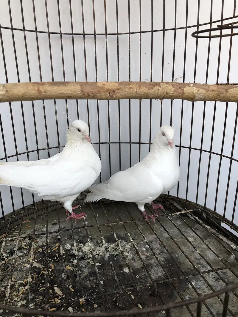 Pure white Macco breeder pair — photo 5