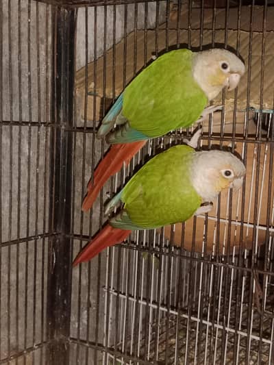 Pineapple Conure Breeder Pair with DNA