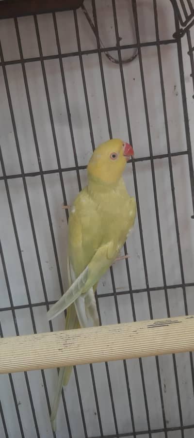 Yellow Dilute Black-Eye Breeding Female