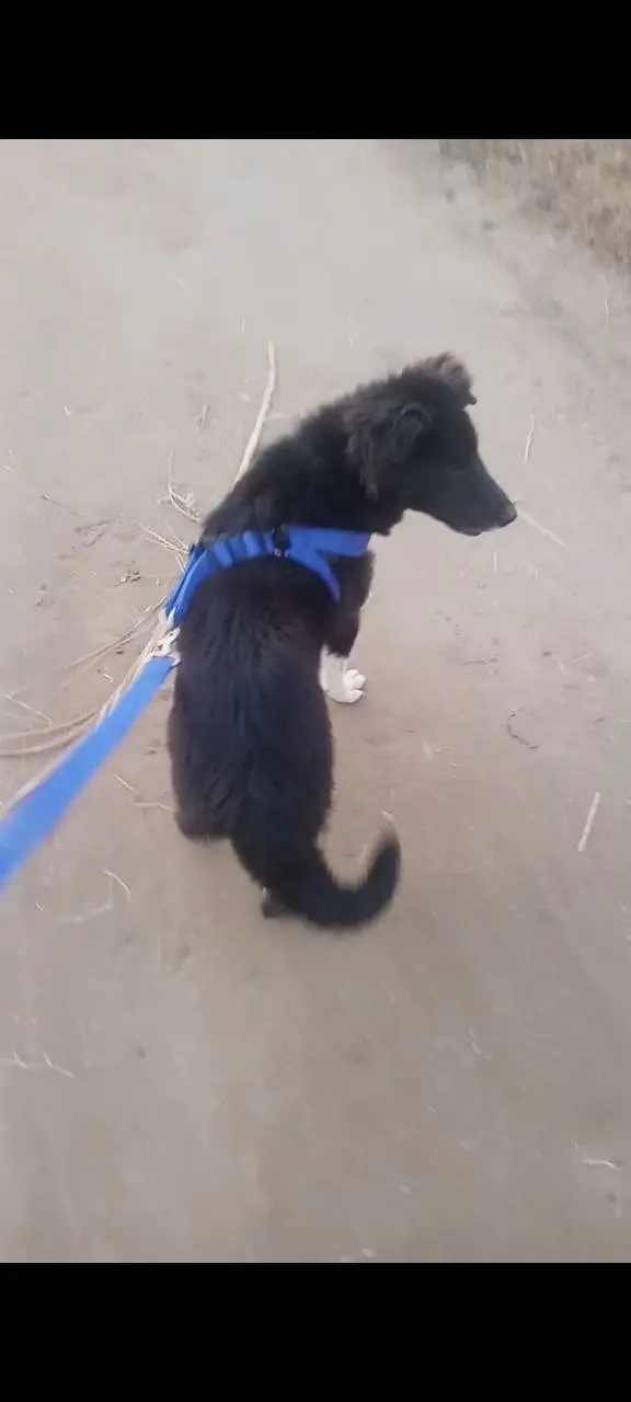Bakharwal/bakarwal male dog for sale — photo 2