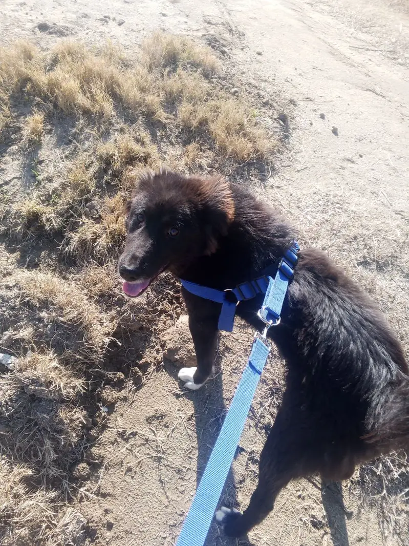 Bakharwal/bakarwal male dog for sale — photo 3