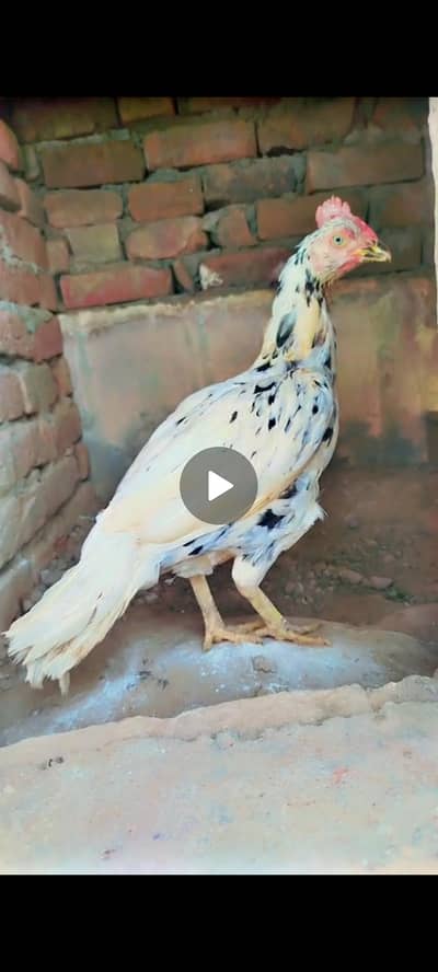 Pure Aseel Female Hen / Breeder Madi Available