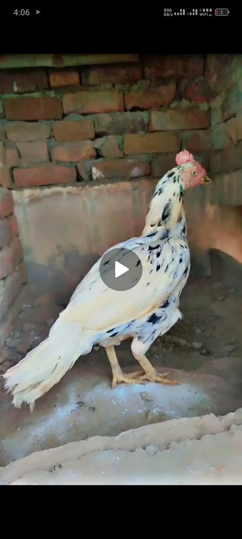 Pure Aseel Female Hen / Breeder Madi Available — photo 2