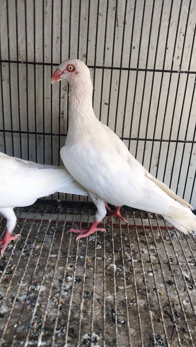 Dainsh breeder pair