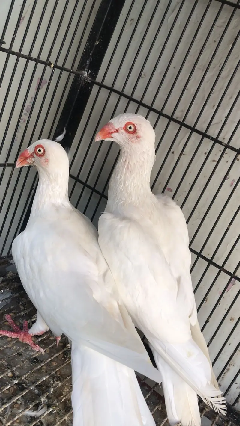 Dainsh breeder pair — photo 2