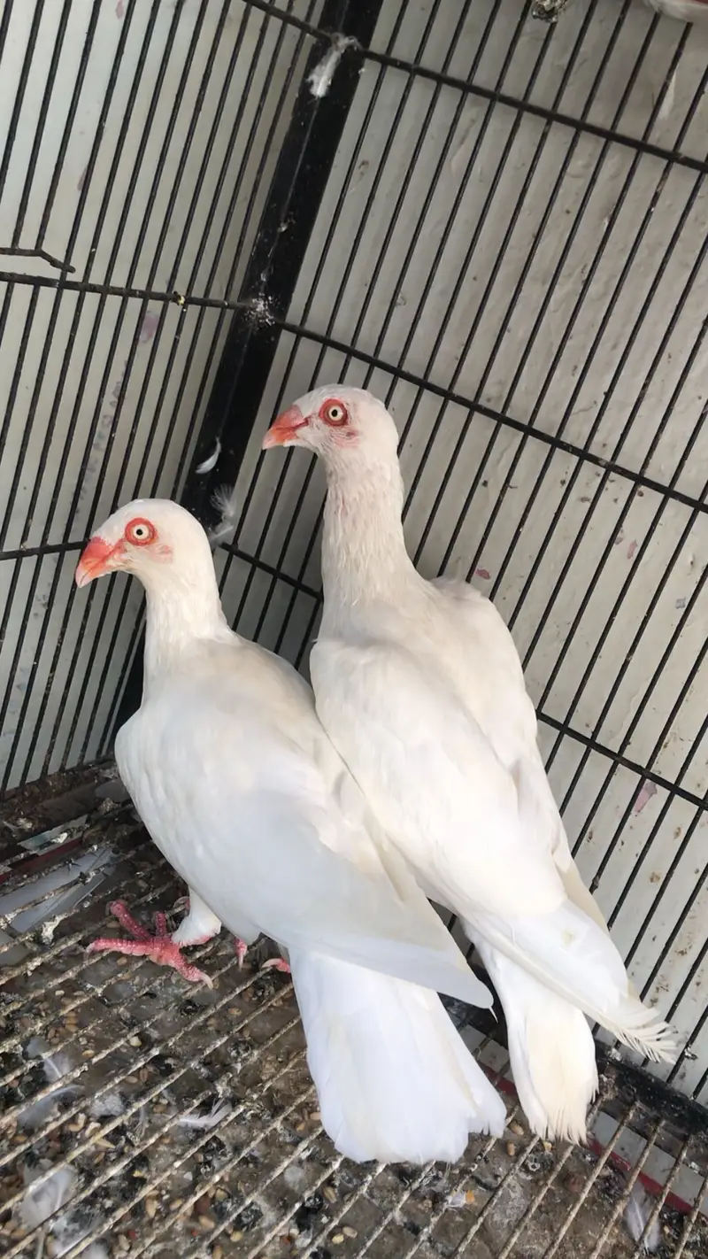 Dainsh breeder pair — photo 3