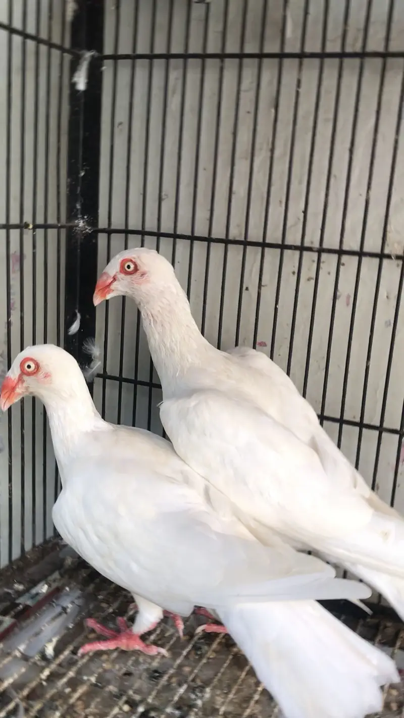 Dainsh breeder pair — photo 4