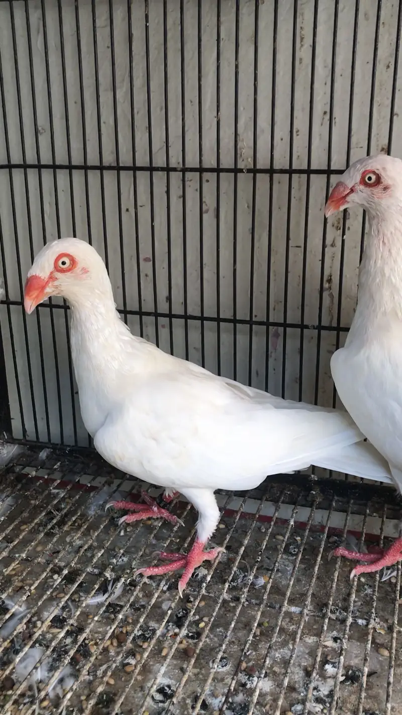 Dainsh breeder pair — photo 5