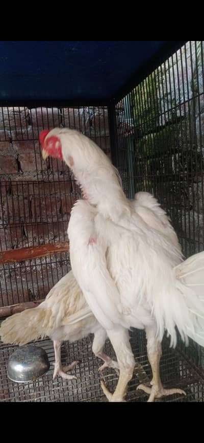 iron bird cage 18k oh shamo male 27k hera female 7k 03017104771 cL wts