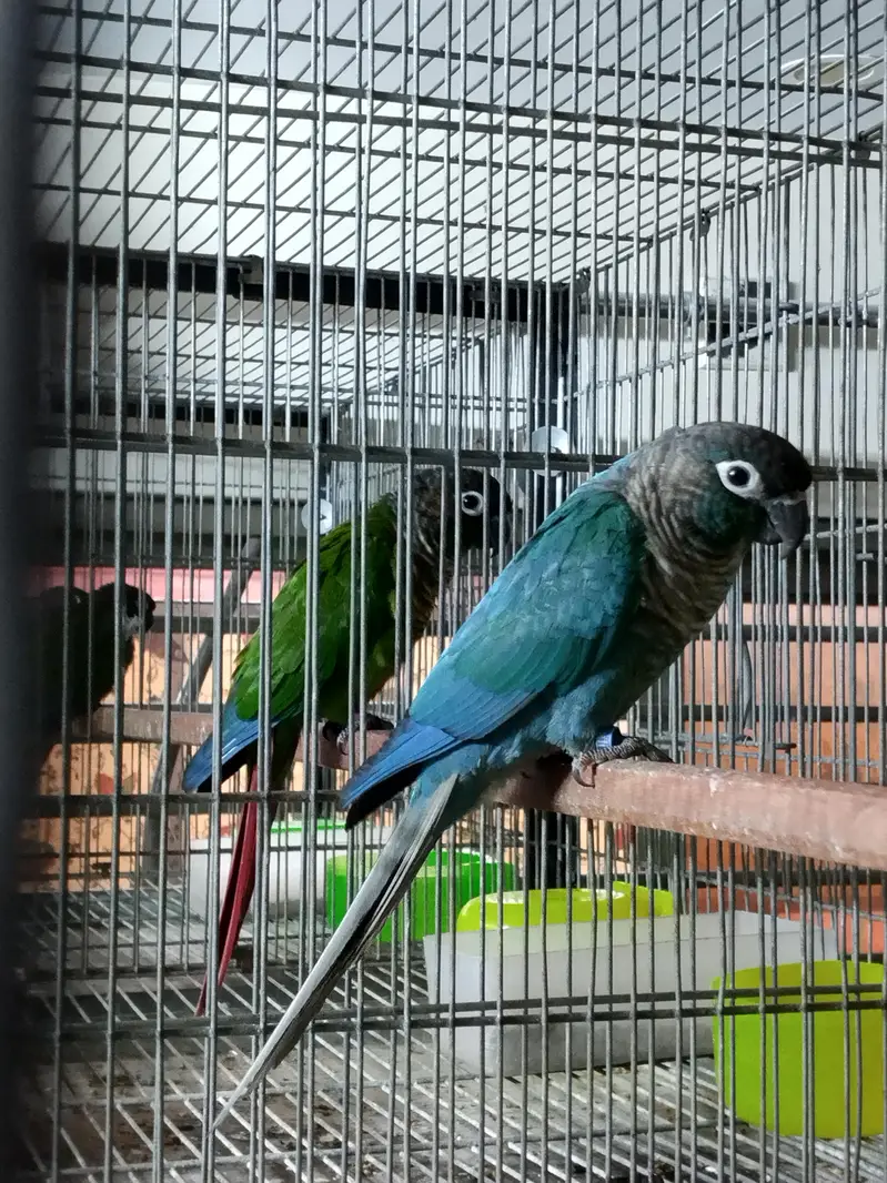 blue turquoise/torquoise conure pairs available parrots