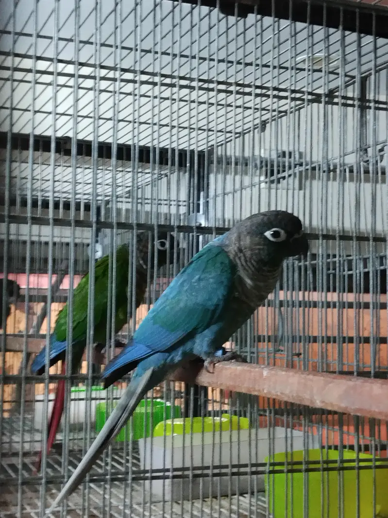 blue turquoise/torquoise conure pairs available parrots — photo 2