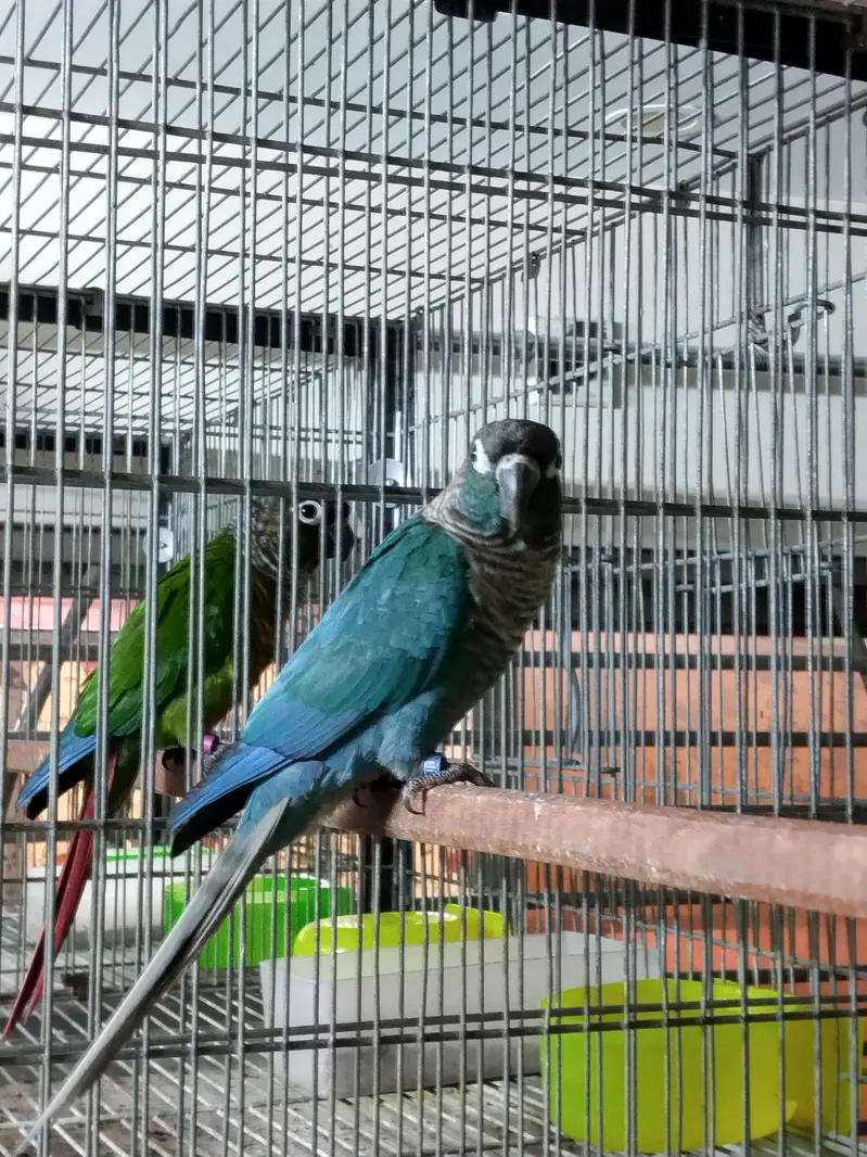 blue turquoise/torquoise conure pairs available parrots — photo 3