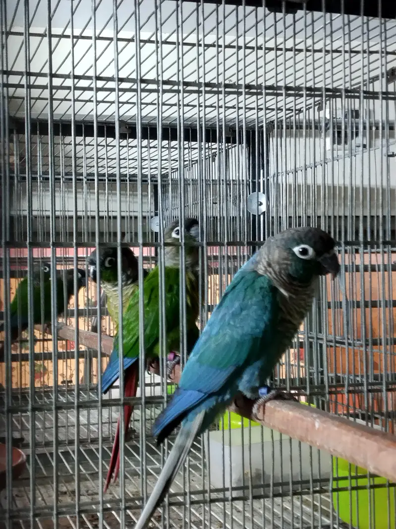blue turquoise/torquoise conure pairs available parrots — photo 4