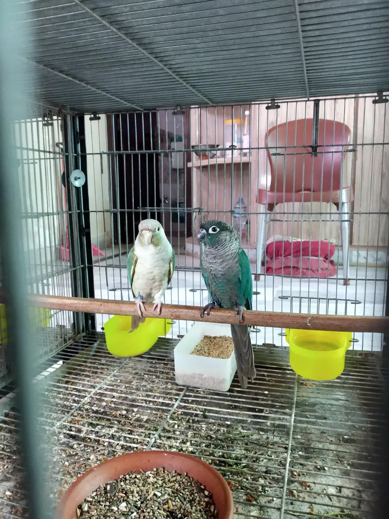 blue turquoise/torquoise conure pairs available parrots — photo 5