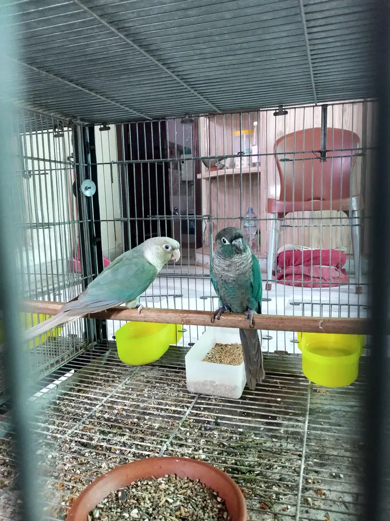 blue turquoise/torquoise conure pairs available parrots — photo 6