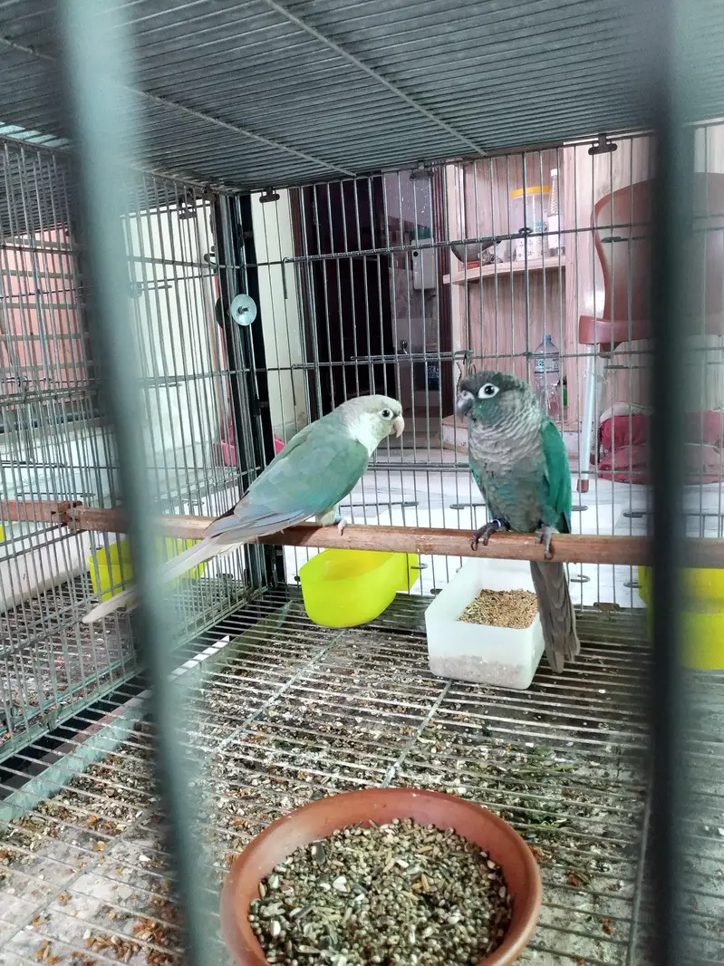 blue turquoise/torquoise conure pairs available parrots — photo 7