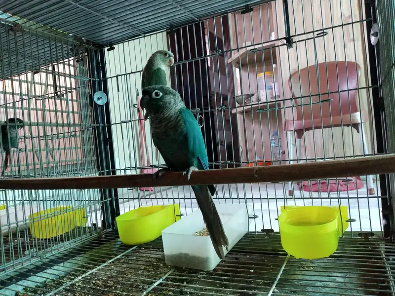 blue turquoise/torquoise conure pairs available parrots — photo 8