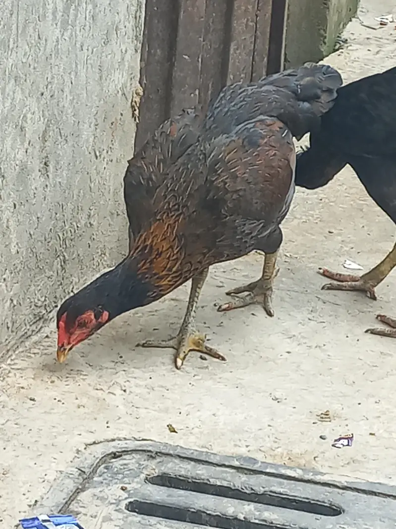 Aseel murgian kurak le rahi hain. — photo 2