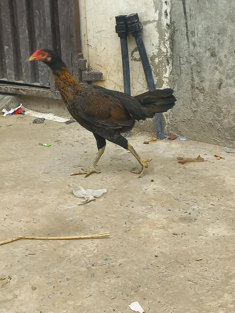Aseel murgian kurak le rahi hain. — photo 4