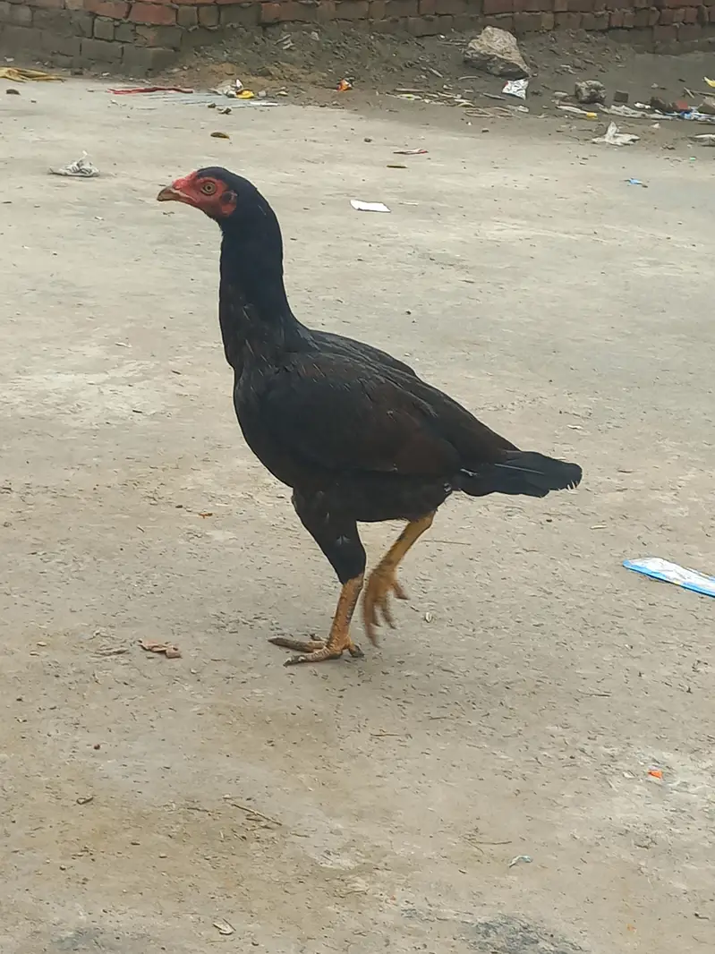 Aseel murgian kurak le rahi hain. — photo 5