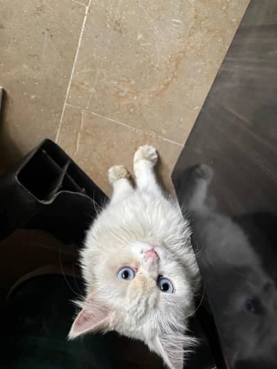 Persian female