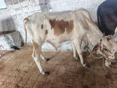 cows 19 janwar hen sub for sale