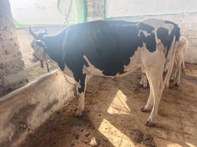 cows 18 janwar hen aik janwar fnf 110 aj ki offer