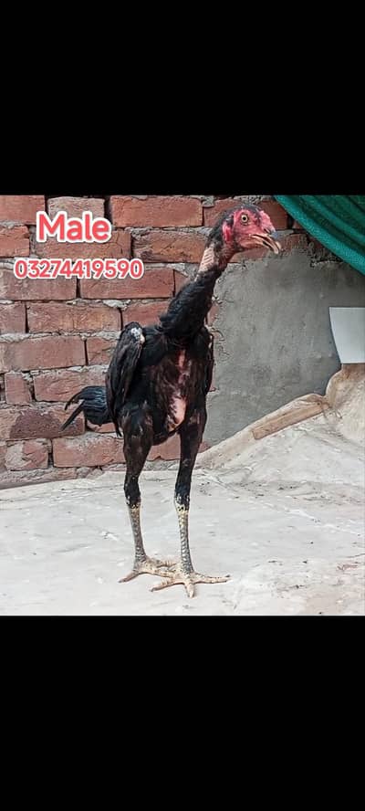 Thai panis pakoya chicks