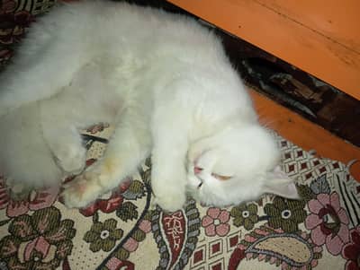 persian cat