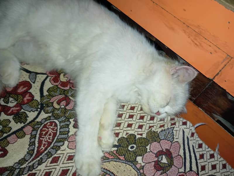 persian cat 1