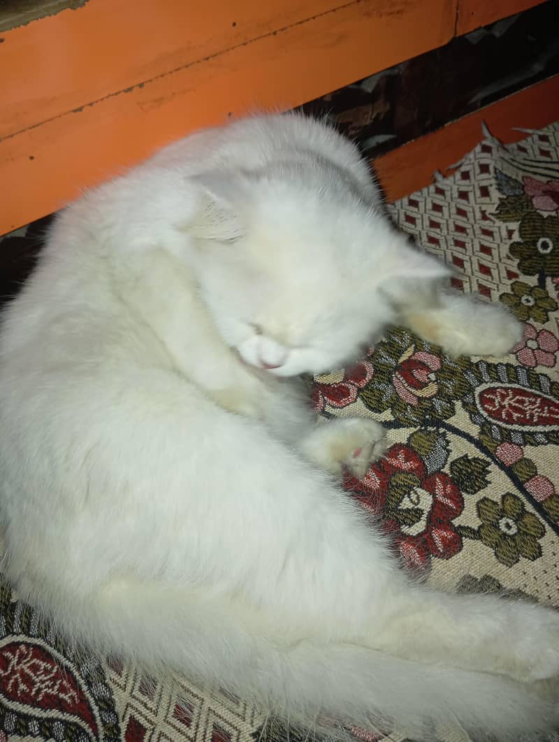 persian cat 2