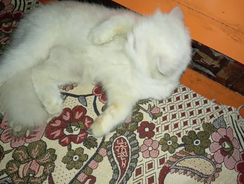 persian cat 3