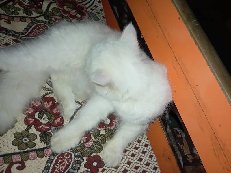 persian cat 4