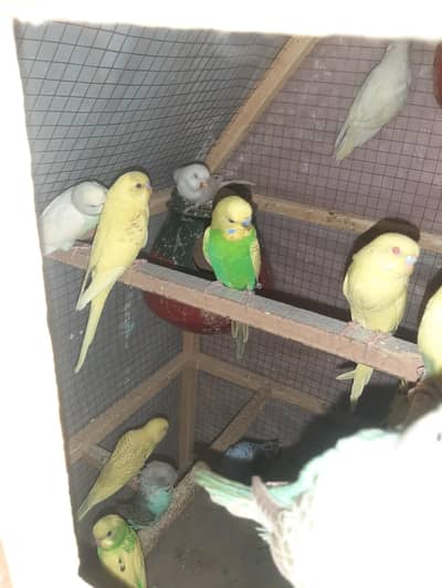 Australian Parrots for sale