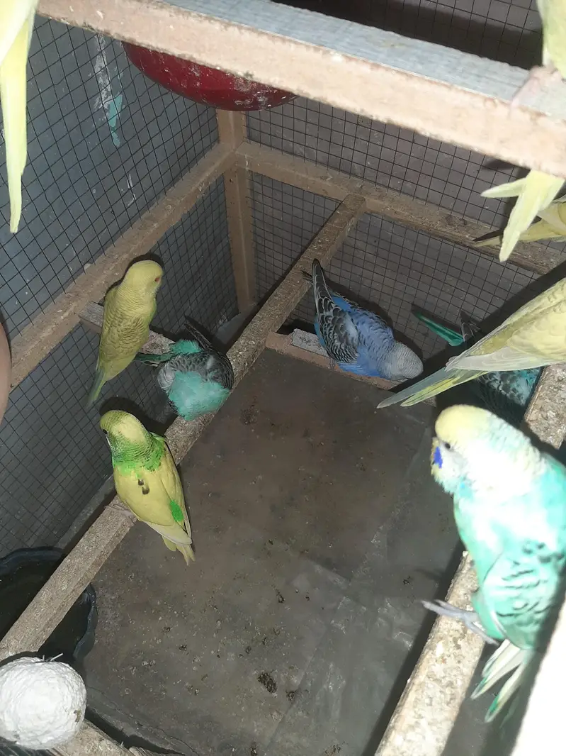 Australian Parrots for sale — photo 2