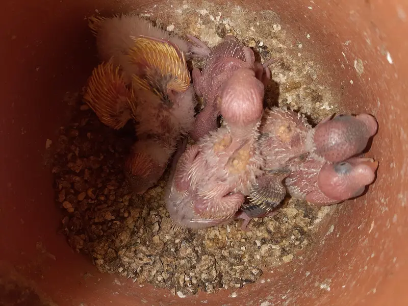 Australian Parrots for sale — photo 3