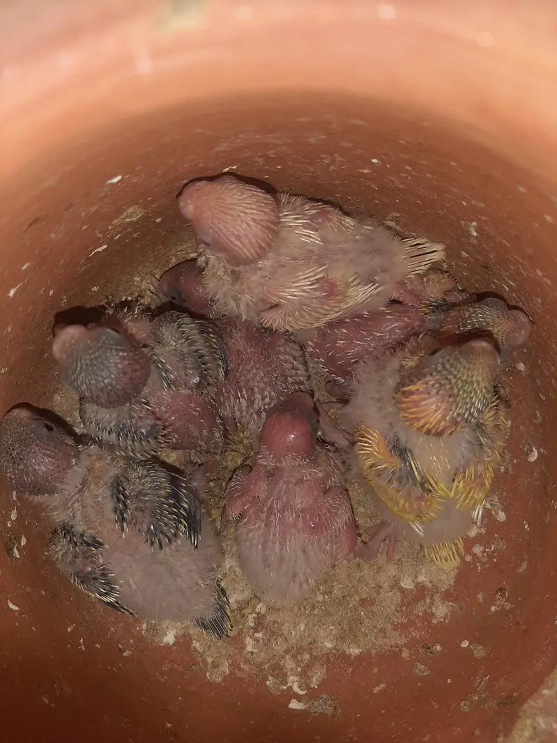 Australian Parrots for sale — photo 4