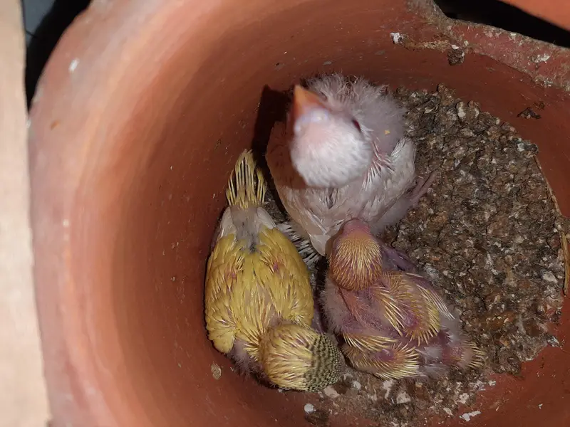 Australian Parrots for sale — photo 5