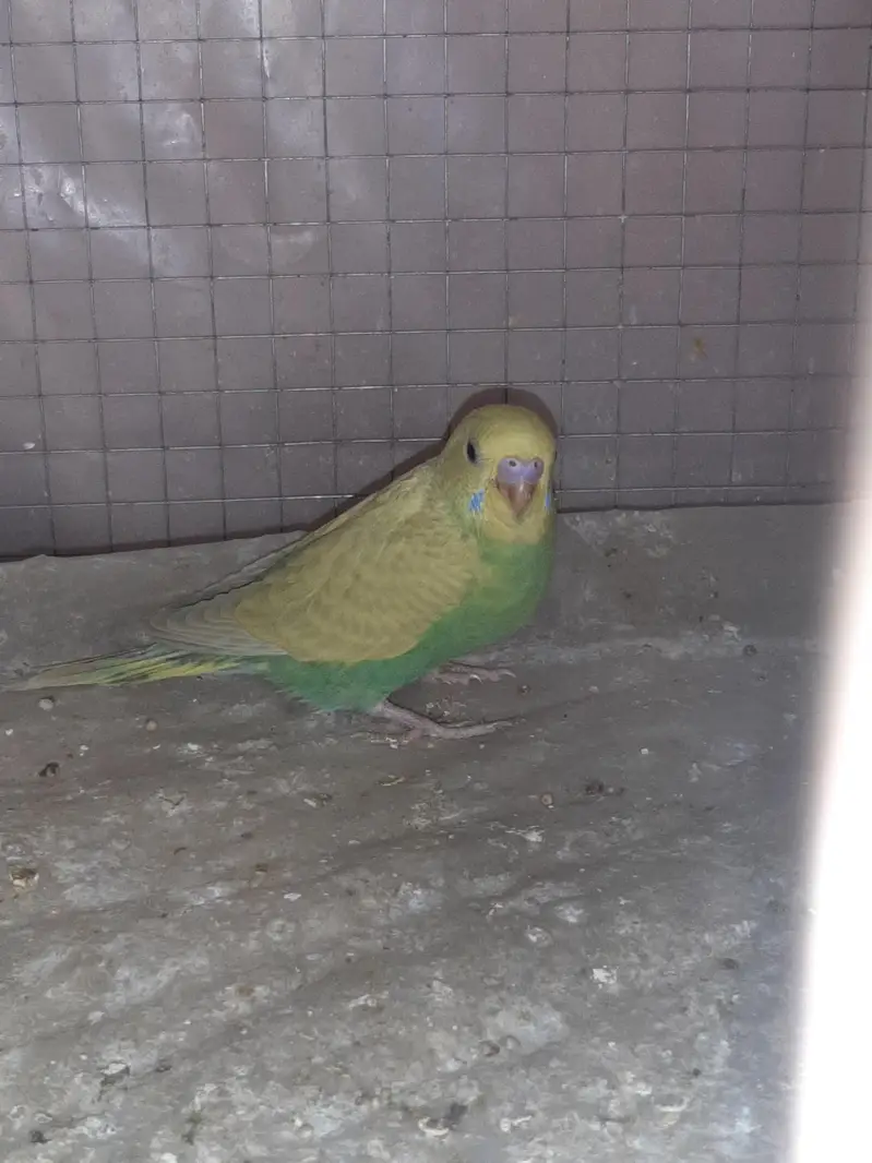 Australian Parrots for sale — photo 6