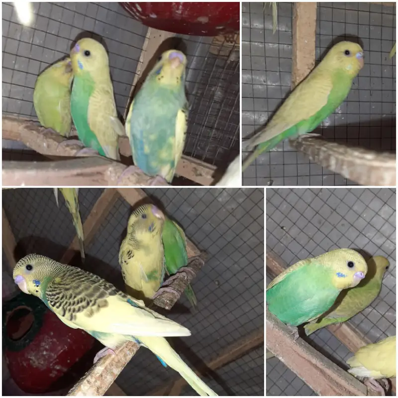 Australian Parrots for sale — photo 7