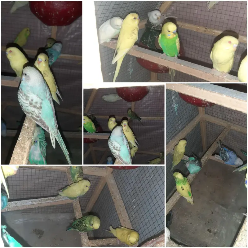 Australian Parrots for sale — photo 8
