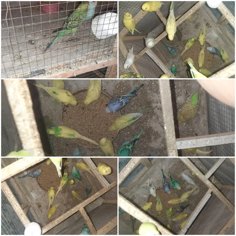 Australian Parrots for sale — photo 9