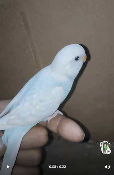 Australian budgies