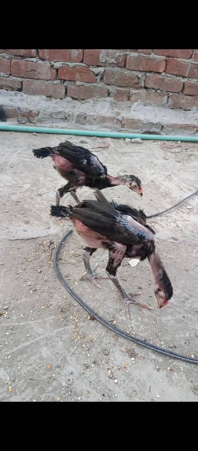 Thai Aseel chicks top quality