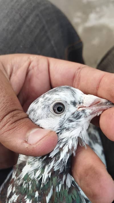perwazi  garanti wala Galwa Indian Male or sat or B Kuch kabuter