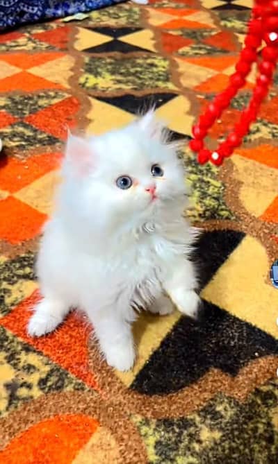 Persian kitten triple cot. for sale WhatsApp my 03493857239