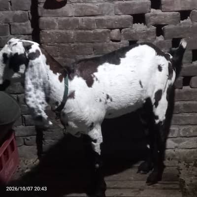 Beetal Gaban goats