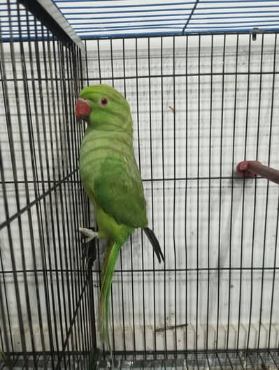 ringneck parrot